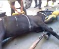 Θεσσαλονίκη: Αναζητούν τον ιδιοκτήτη του γέρικου αλόγου που το κακοποιεί (βίντεο)